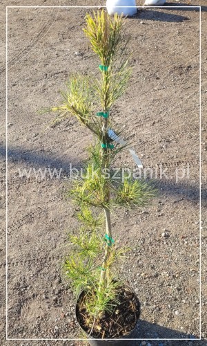 Sosna gęstokwiatowa OCULUS DRACONIS-Pinus densiflora,