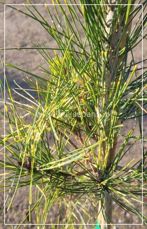 Sosna gęstokwiatowa OCULUS DRACONIS-Pinus densiflora,