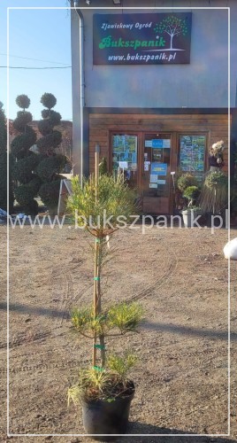 Sosna gęstokwiatowa OCULUS DRACONIS-Pinus densiflora,