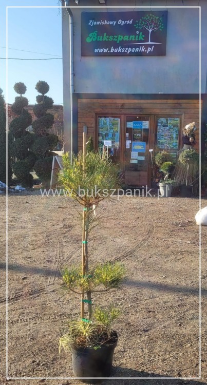 Sosna gęstokwiatowa OCULUS DRACONIS-Pinus densiflora,