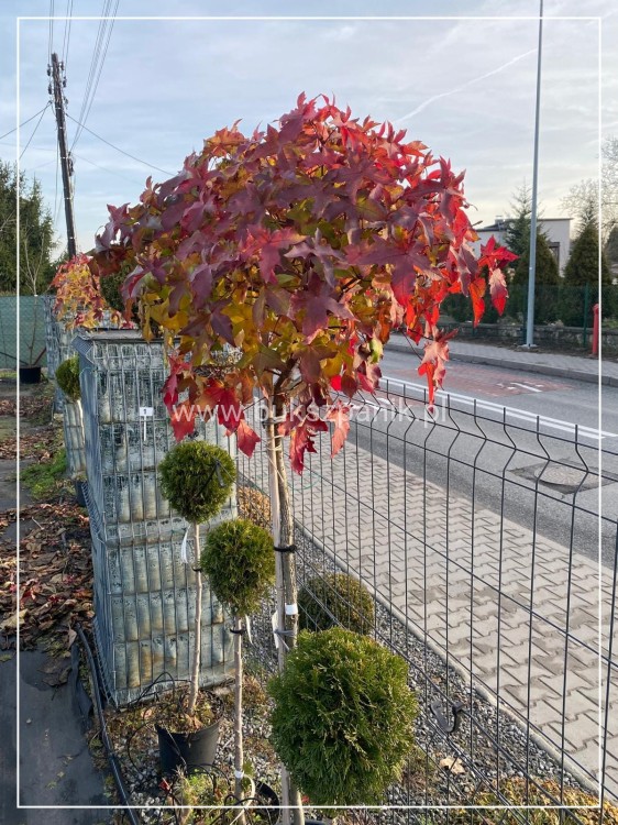 Ambrowiec amerykański Gum Ball- Liquidambar styraciflua- f. pienna