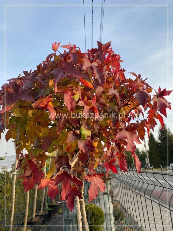 Ambrowiec amerykański Gum Ball- Liquidambar styraciflua- f. pienna