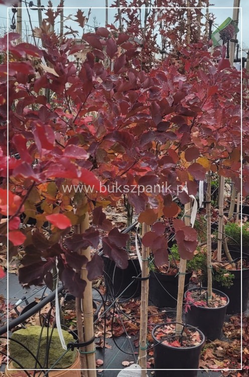 Perukowiec podolski DUSKY MAIDEN 'Londus' Cotinus coggygria