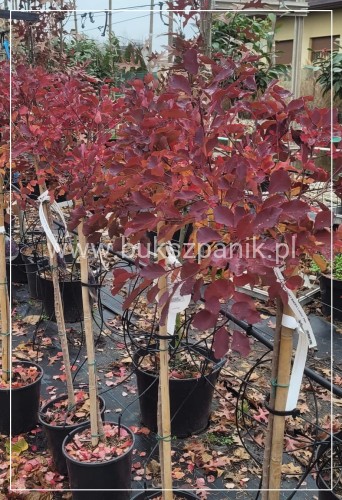 Perukowiec podolski DUSKY MAIDEN 'Londus' Cotinus coggygria
