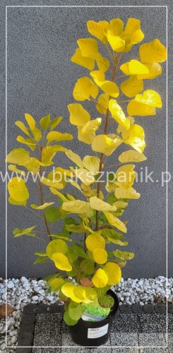 Perukowiec podolski GOLDEN SPIRIT 'Ancot'- Cotinus coggygria C2l