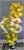 Perukowiec podolski GOLDEN SPIRIT 'Ancot'- Cotinus coggygria C2l