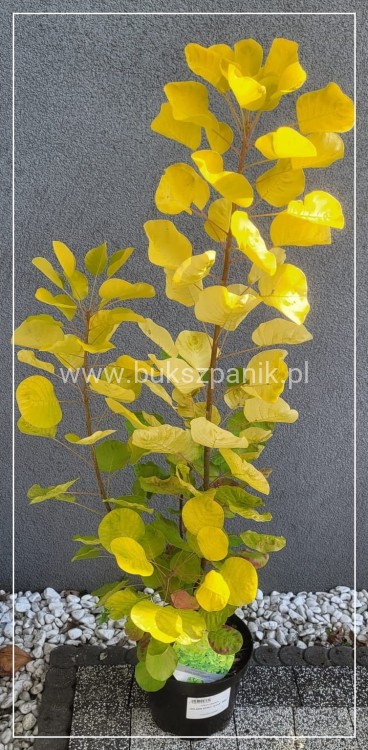 Perukowiec podolski GOLDEN SPIRIT 'Ancot'- Cotinus coggygria C2l
