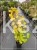 Perukowiec podolski GOLDEN SPIRIT 'Ancot'- Cotinus coggygria C2l