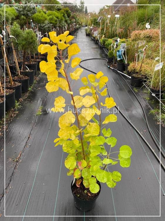 Perukowiec podolski GOLDEN SPIRIT 'Ancot'- Cotinus coggygria C2l