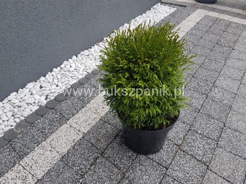 Thuja occidentalis Green Bubble- Żywotnik zachodni