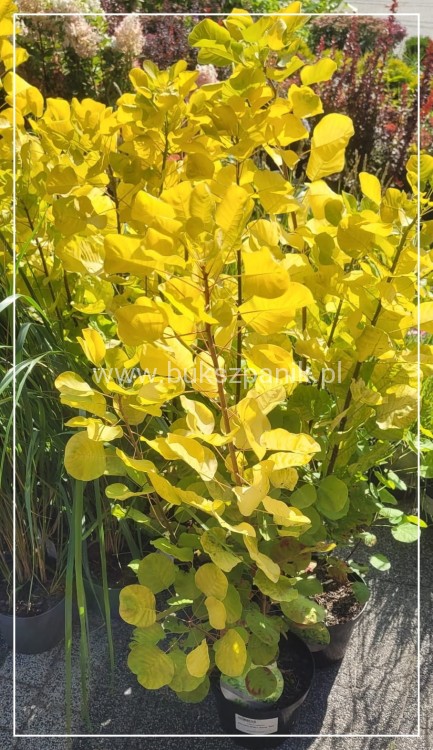 Perukowiec podolski GOLDEN SPIRIT 'Ancot'- Cotinus coggygria