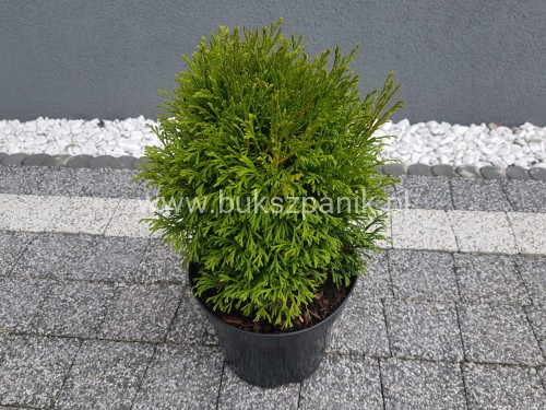 Thuja occidentalis Green Bubble- Żywotnik zachodni