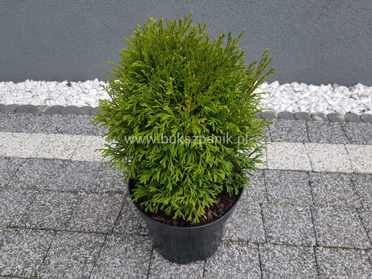 Thuja occidentalis Green Bubble- Żywotnik zachodni