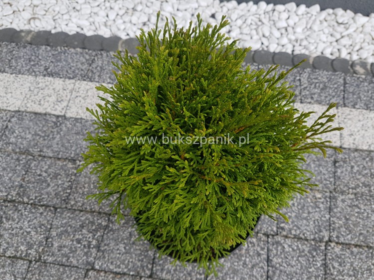 Thuja occidentalis Green Bubble- Żywotnik zachodni