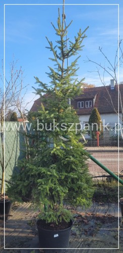Świerk serbski - Picea omorica choinka w donicach