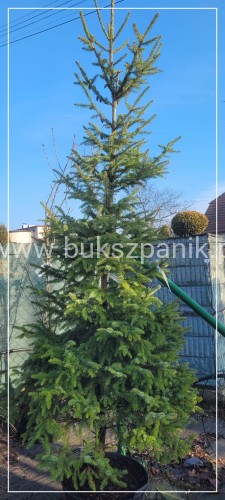 Świerk serbski - Picea omorica choinka w donicach