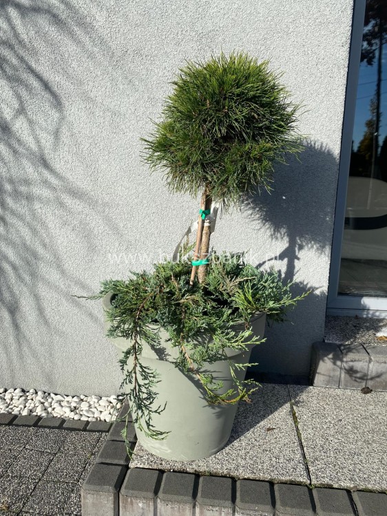 Sosna kosodrzewina VARELLA- Pinus Mugo na pniu PA50cm