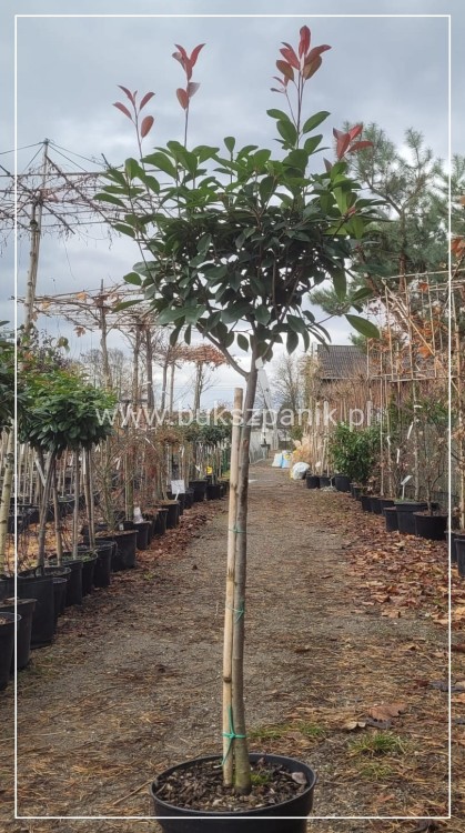 Głogownik Red Robin Pa90-100cm - Photinia fraseri