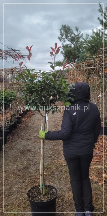 Głogownik Red Robin Pa90-100cm - Photinia fraseri