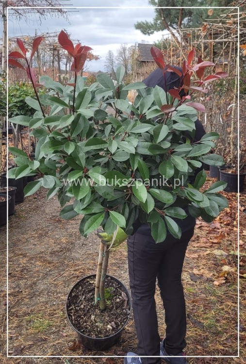 Głogownik Red Robin Pa90-100cm - Photinia fraseri