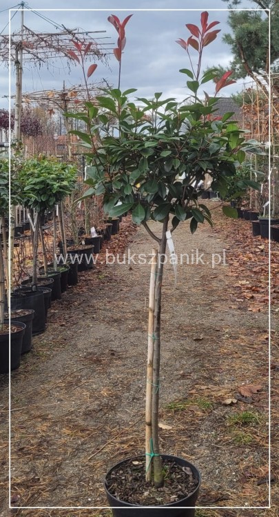Głogownik Red Robin Pa90-100cm - Photinia fraseri