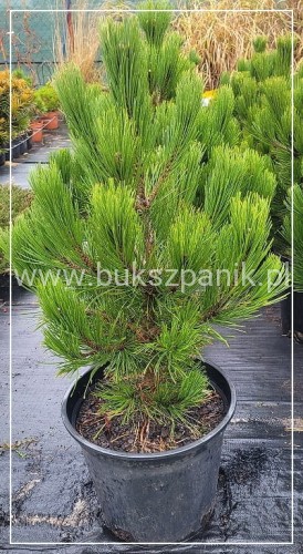 SOSNA BOŚNIACKA COMPACT GEM- Pinus heldreichii 80-90cm/60cm