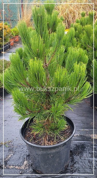 SOSNA BOŚNIACKA COMPACT GEM- Pinus heldreichii 80-90cm/60cm