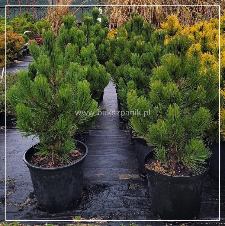 SOSNA BOŚNIACKA COMPACT GEM- Pinus heldreichii 80-90cm/60cm