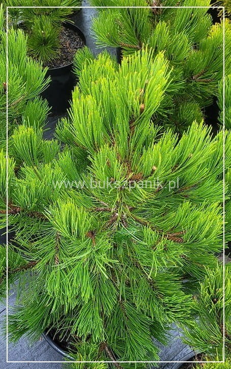 SOSNA BOŚNIACKA COMPACT GEM- Pinus heldreichii 80-90cm/60cm
