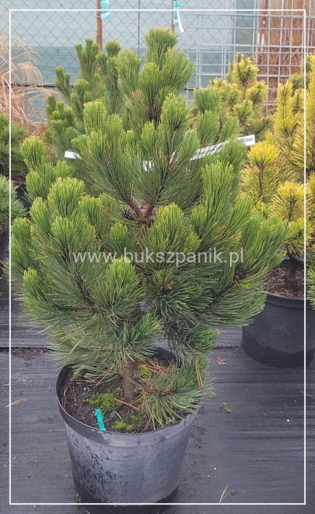 SOSNA BOŚNIACKA COMPACT GEM- Pinus heldreichii 80-90cm/60cm