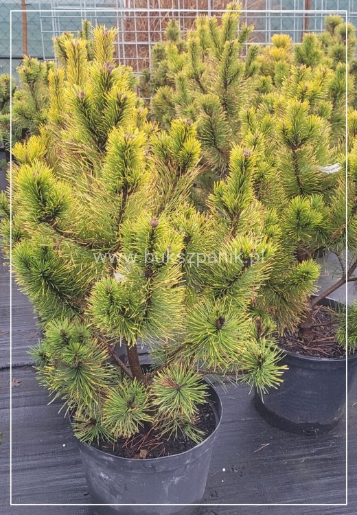 Sosna kosodrzewina 'Golden Glow'- wys. 90cm - Pinus Mugo