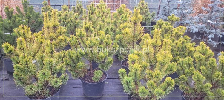WhSosna kosodrzewina 'Golden Glow'- wys. 90cm - Pinus Mugo