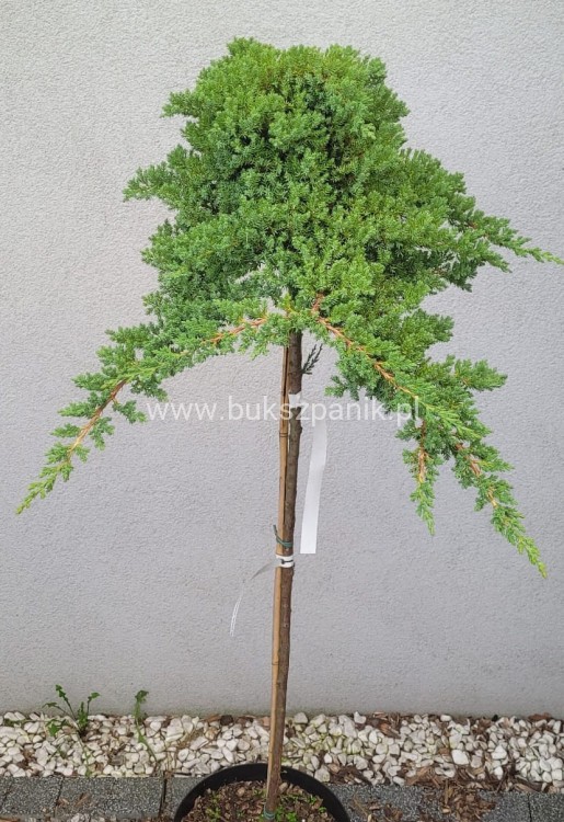 Jałowiec rozesłany Nana- Juniperus procumbens