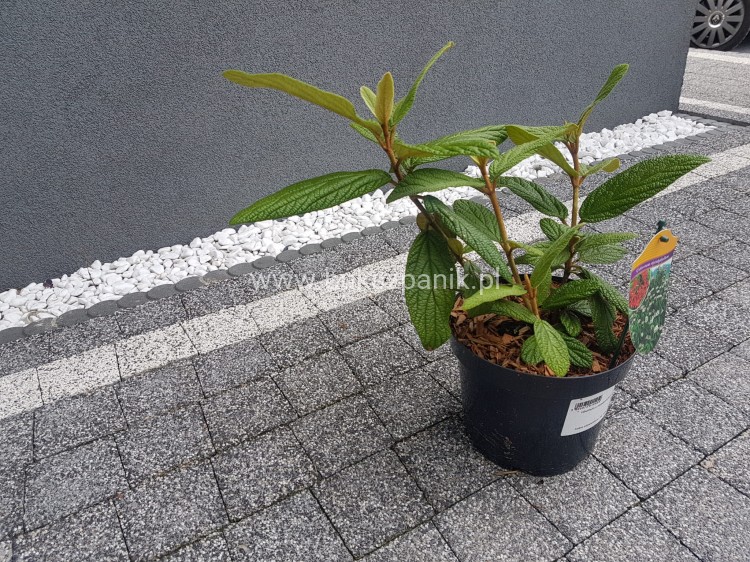 Kalina sztywnolistna- Viburnum rhytidophyllum