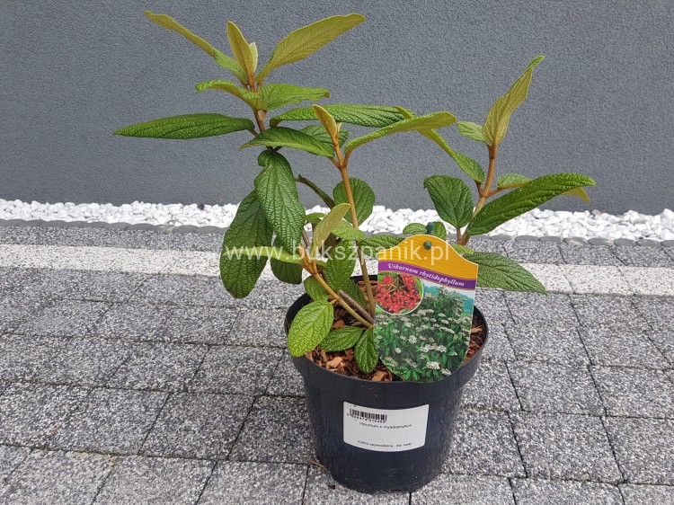 Kalina sztywnolistna- Viburnum rhytidophyllum