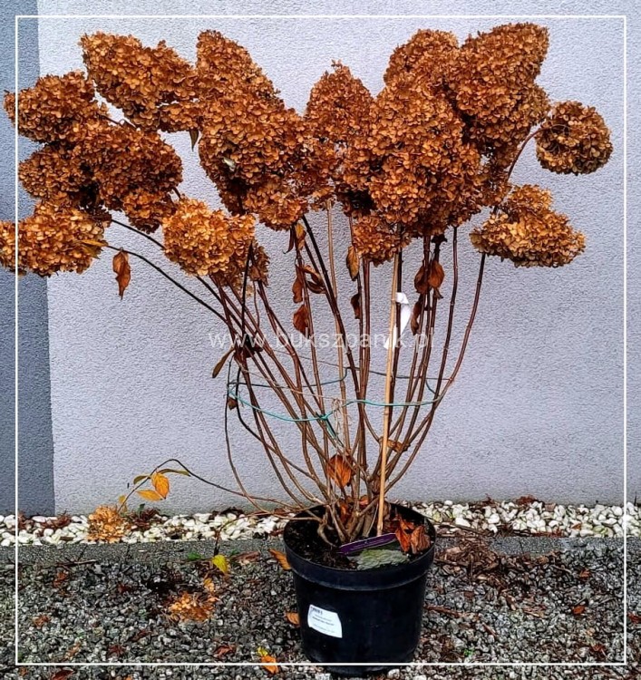 Hortensja bukietowa DIAMANTINO - Hydrangea paniculata