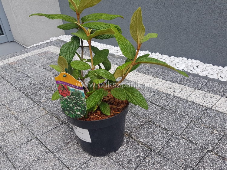 Kalina sztywnolistna- Viburnum rhytidophyllum