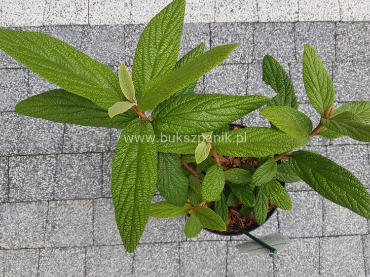 Kalina sztywnolistna- Viburnum rhytidophyllum