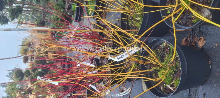 Dereń Rozłogowy Cornus sericea Flaviramea