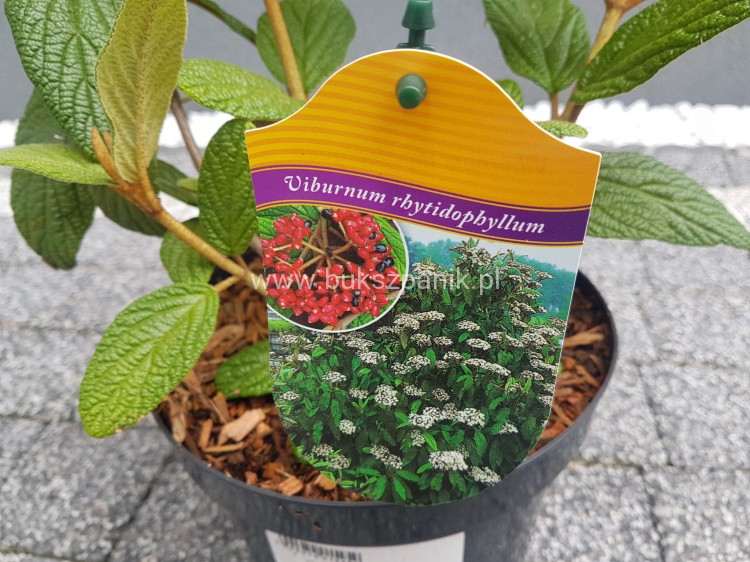 Kalina sztywnolistna- Viburnum rhytidophyllum