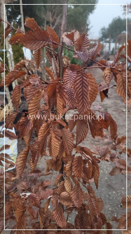 Grab pospolity - Carpinus betulus