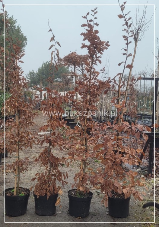 Grab pospolity - Carpinus betulus