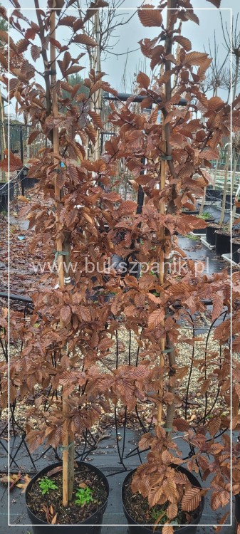 Grab pospolity - Carpinus betulus