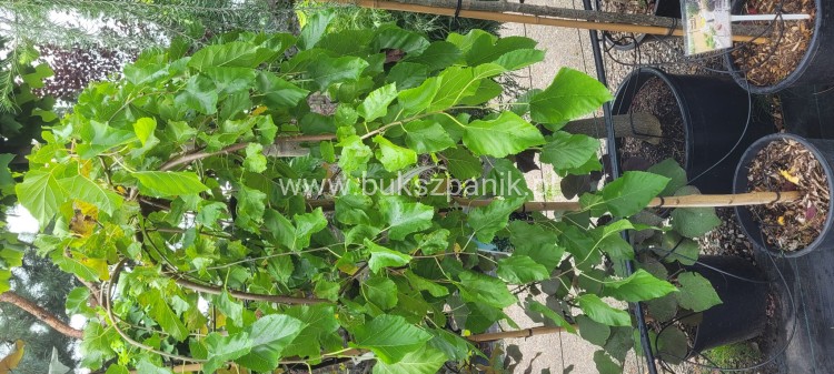 Morwa biała PENDULA PA 140-220cm -Morus alba