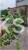 Barwinek pospoplity VARIEGATA - vinca minor