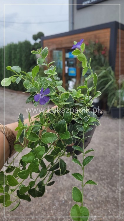 Barwinek pospoplity VARIEGATA - vinca minor