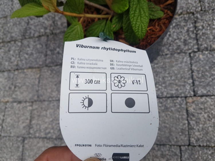 Kalina sztywnolistna- Viburnum rhytidophyllum