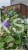Barwinek pospoplity VARIEGATA - vinca minor