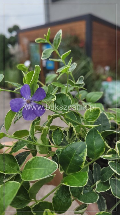 Barwinek pospoplity VARIEGATA - vinca minor
