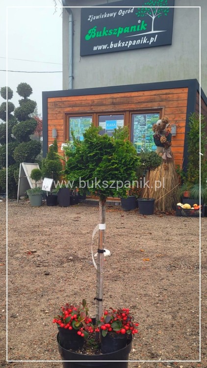 Cyprysik tępołuskowy, japoński NANA GRACILIS- Chamaecyparis obtusa PA80-90cm